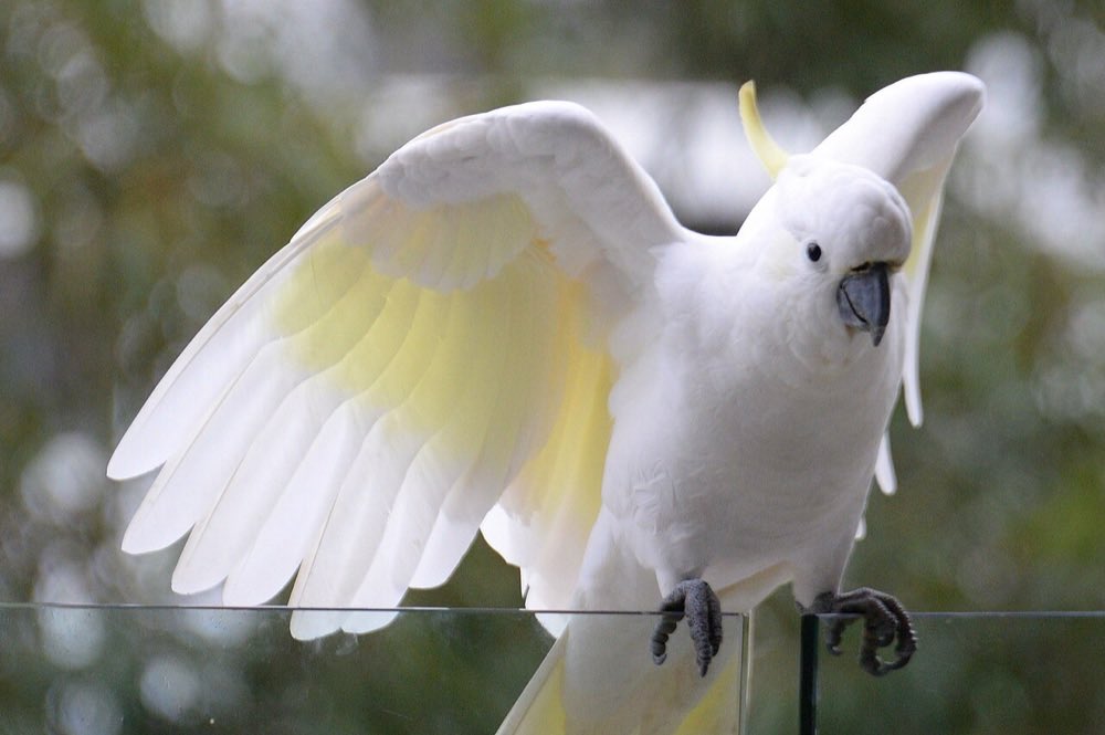 Cockatoo