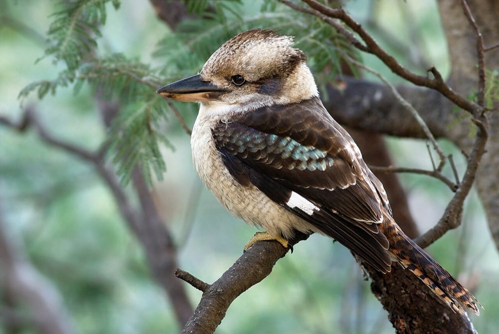 Kookaburra