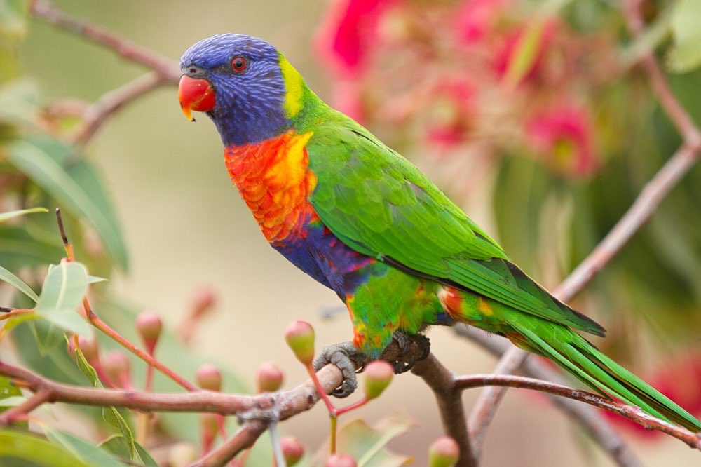 Rainbow lorikeet