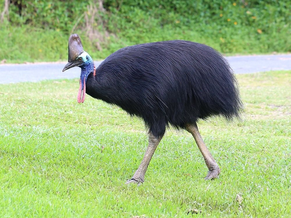 Cassowary