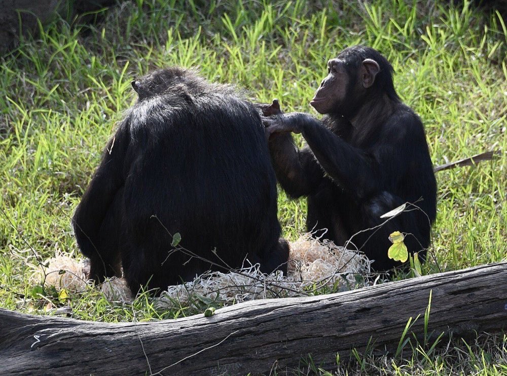 The chimpanzee troop