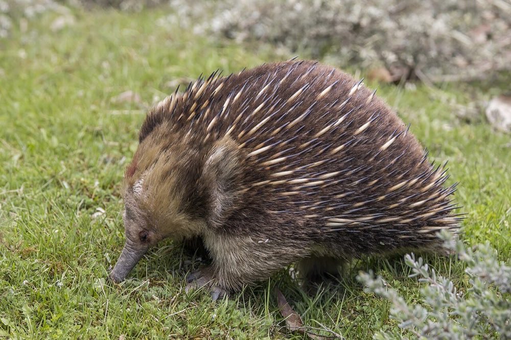 Echidnas in Backyard to Bush