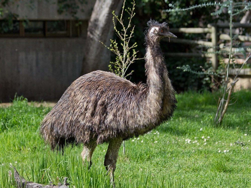 Emu