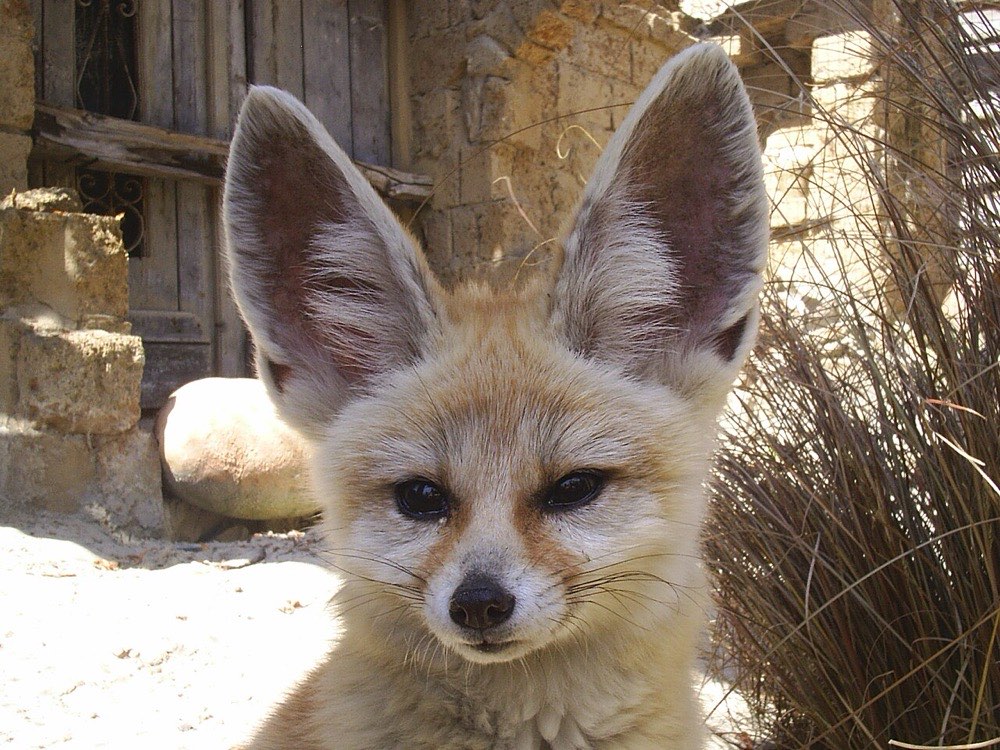 Fennec fox