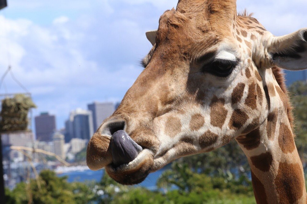 Giraffes and the skyline