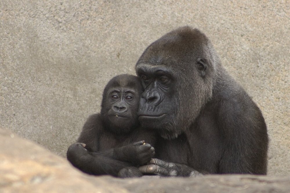 Western lowland gorillas