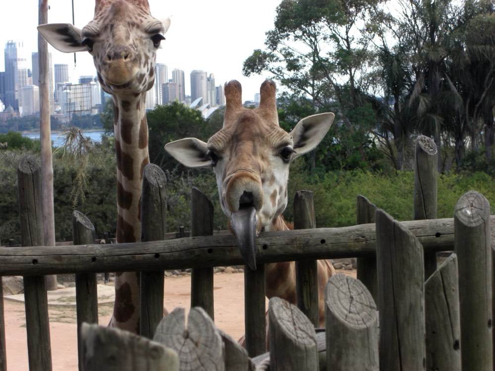 Taronga Zoo by ferry