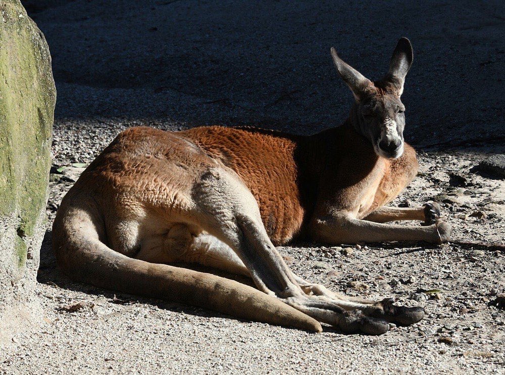 Kangaroo