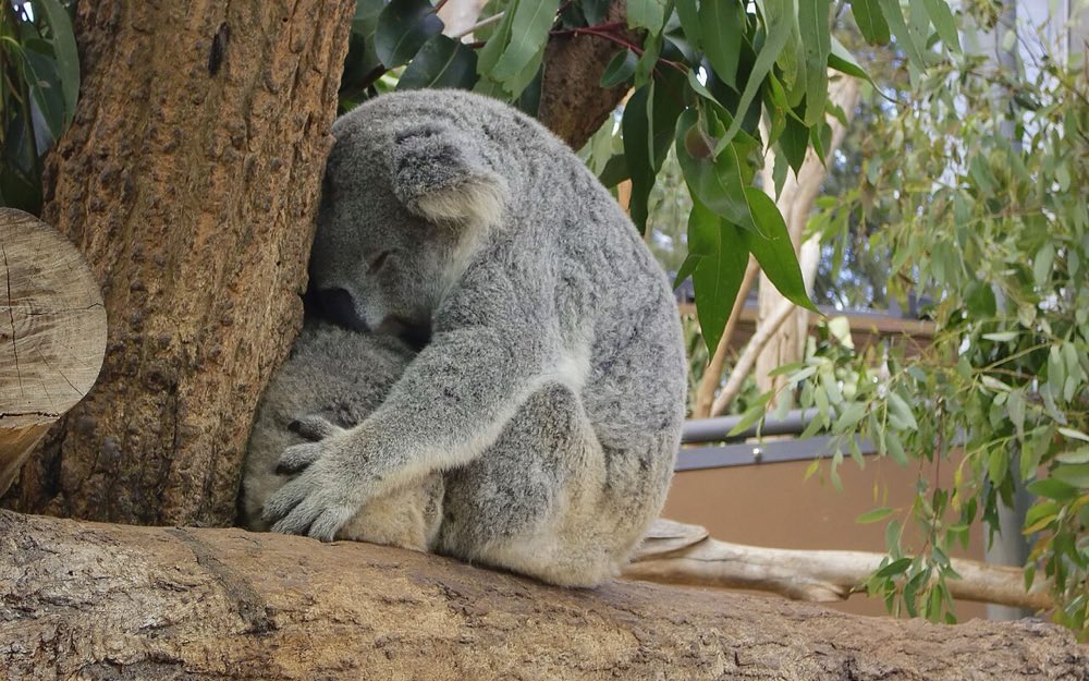 Koala