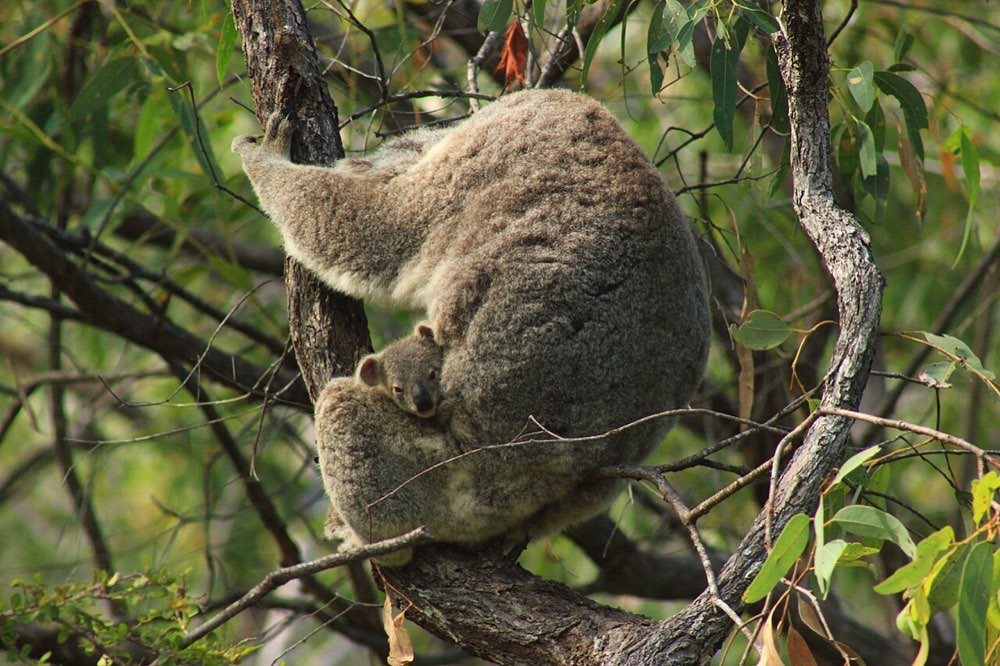 Koala and joey