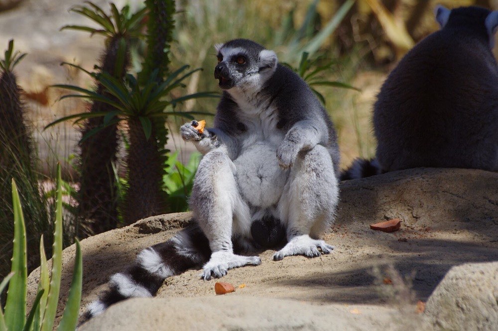 Lemur