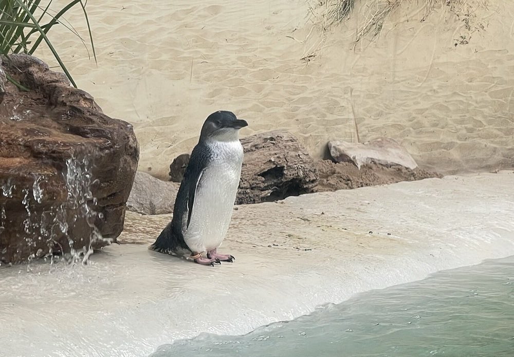 Little penguin