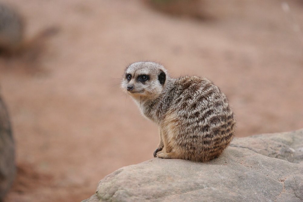 Meerkats on lookout