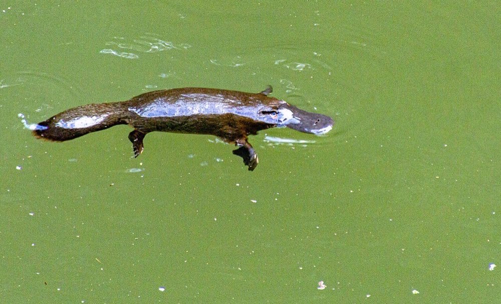 Platypus