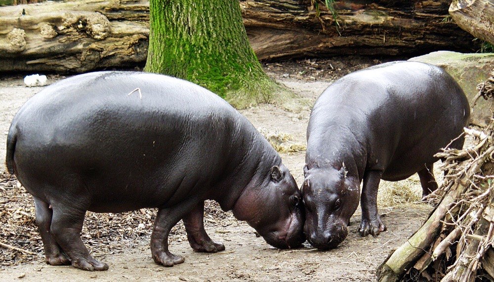 Pygmy hippo