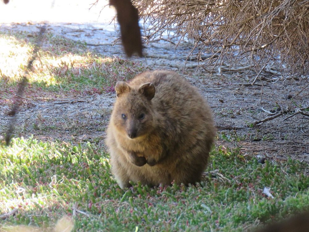 Quokka