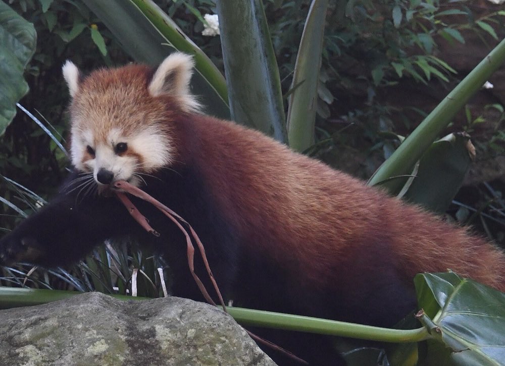 Red pandas on the Rainforest Trail
