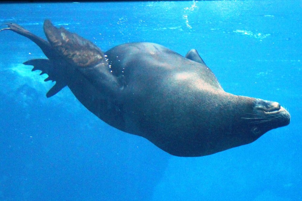 Seal