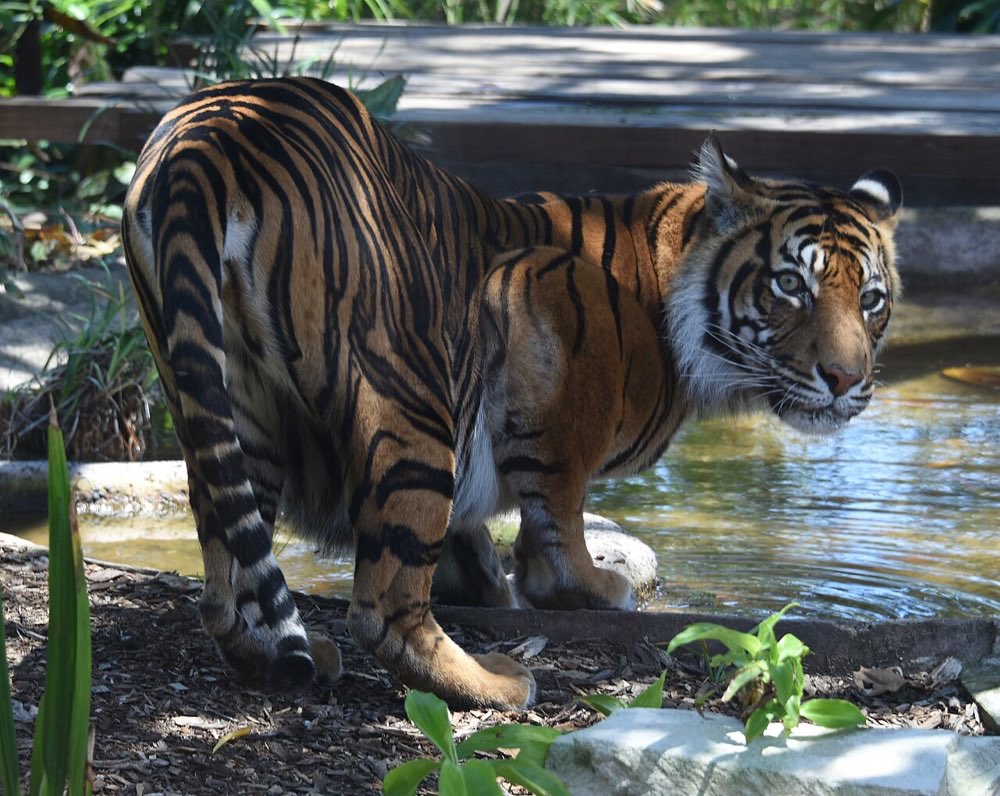 Sumatran tigers on Tiger Trek