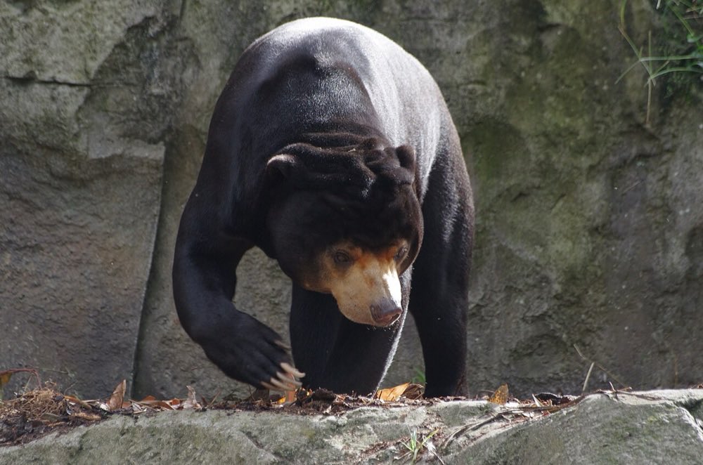 Sun bears