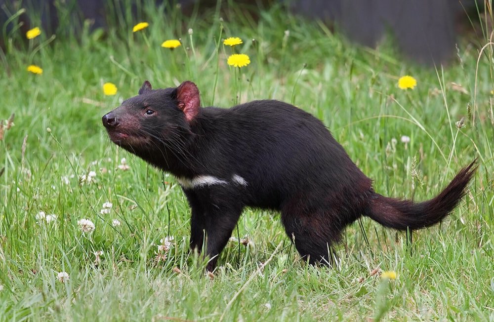 Tasmanian devils