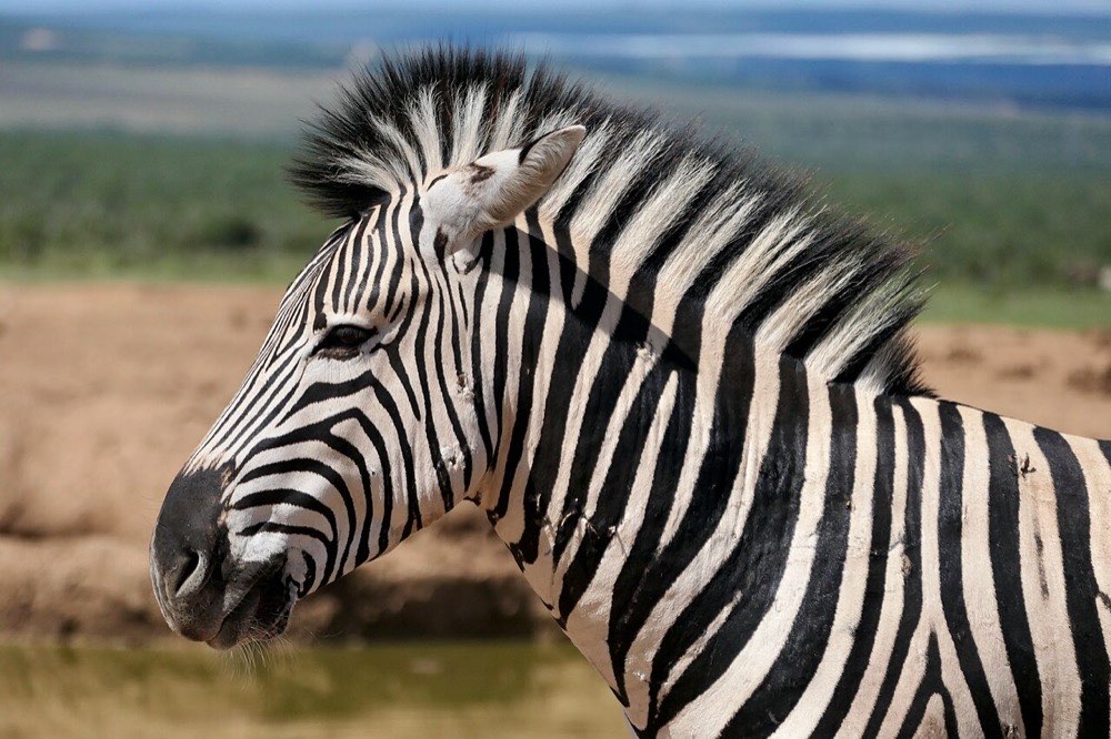 Zebra